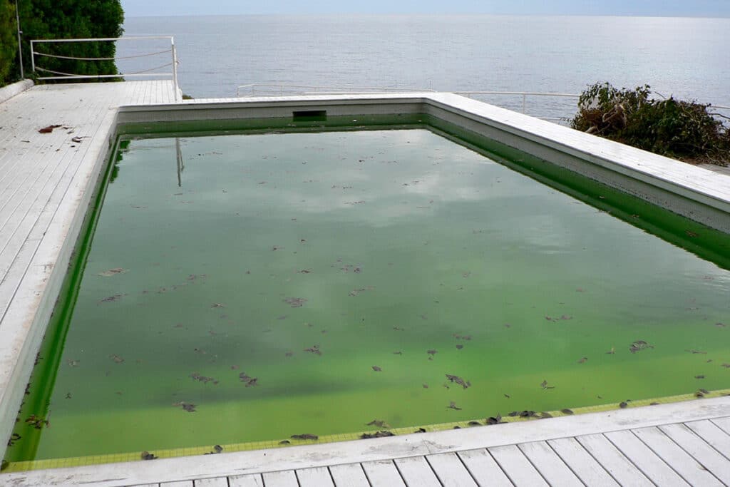 Wasser grün gefährlich pool Poolwasser trüb