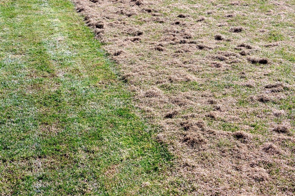 Rasen verfilzt: so einfach entfernen Sie Rasenfilz - Gartendialog.de