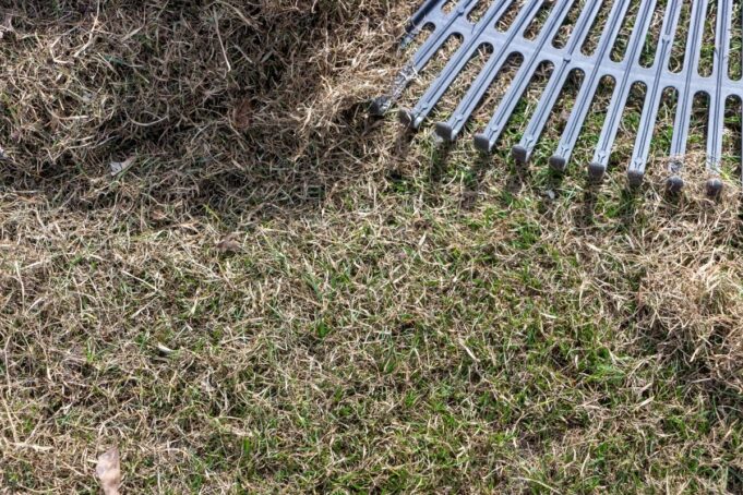 Rasen verfilzt: so einfach entfernen Sie Rasenfilz - Gartendialog.de