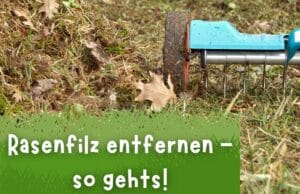 Rasenfilz entfernen