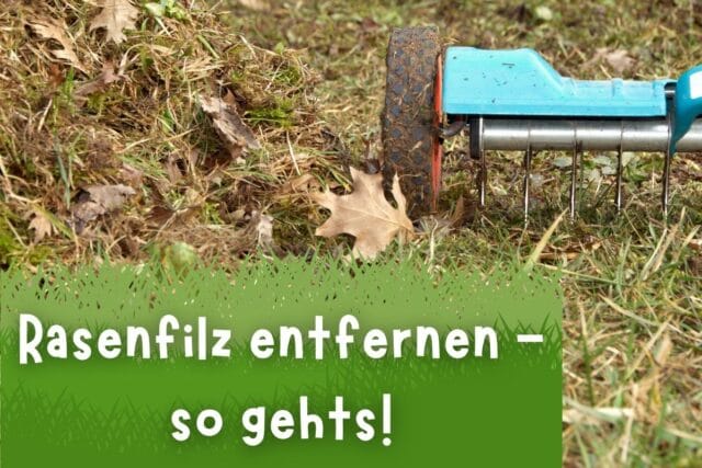 Rasenfilz entfernen