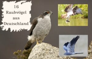 Raubvögel Deutschland