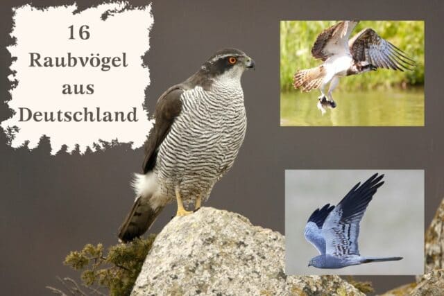 Raubvögel Deutschland