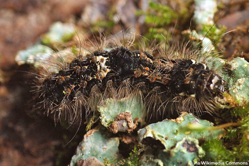 Dottergelbes Flechtenbärchen (Eilema sororcula)