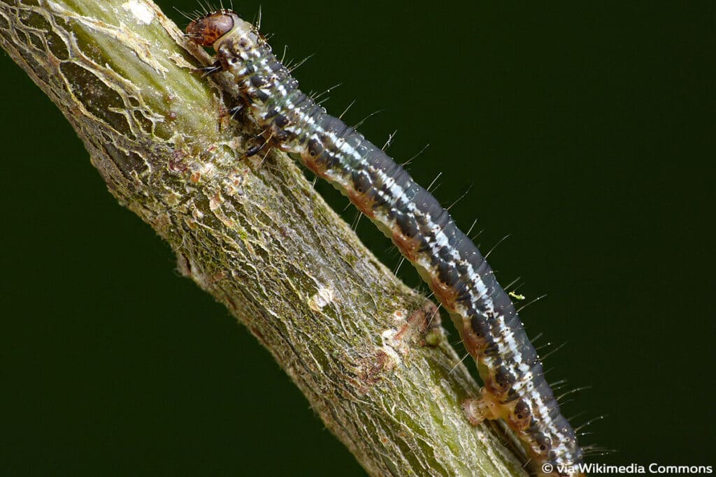 Heidelbeer-Palpenspanner (Hydriomena furcata), schwarze Raupen