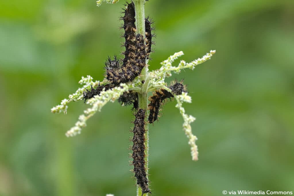 Landkärtchen (Araschnia levana)