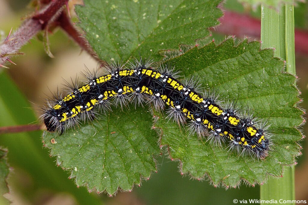 Schönbär (Callimorpha dominula), schwarze Raupen