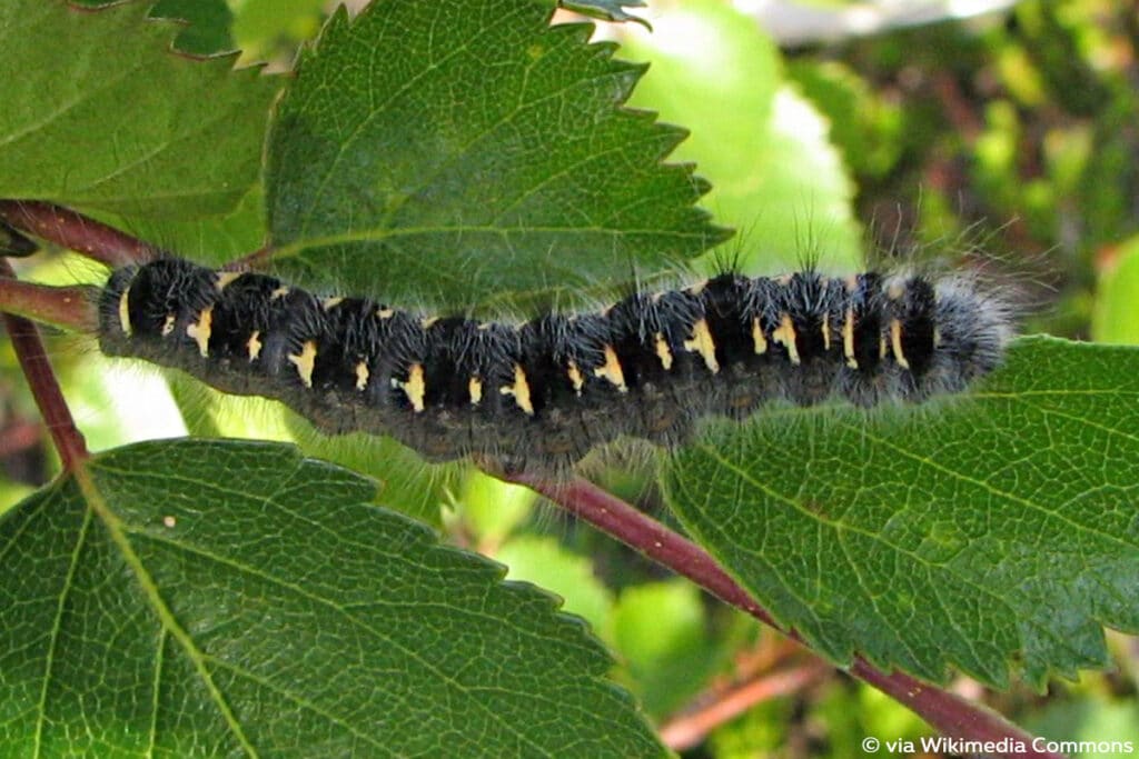 Weißdornspinner (Trichiura crataegi), schwarze Raupen