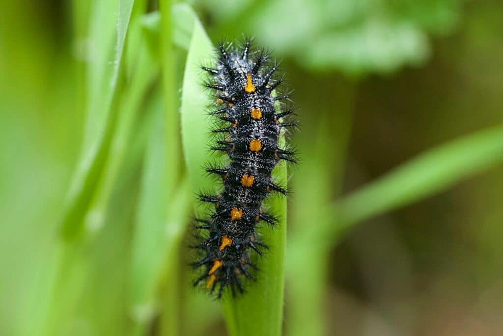 Großer Perlmuttfalter (Speyeria aglaja)