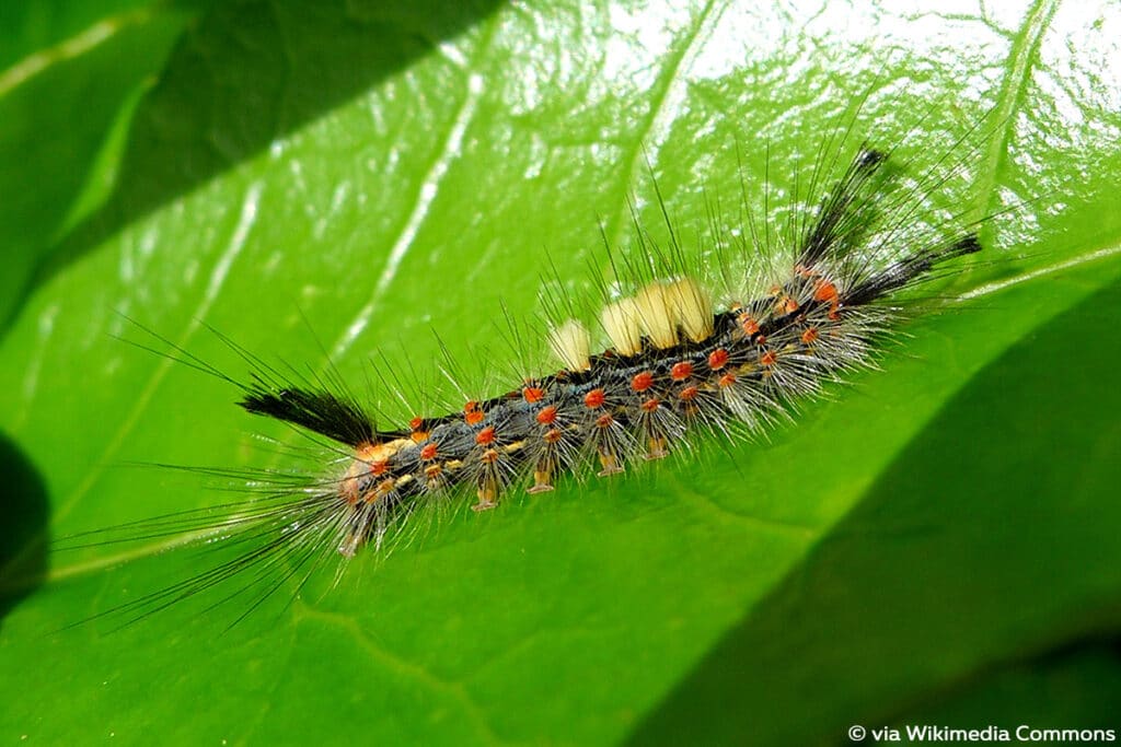 Schlehen-Bürstenspinner (Orgyia antiqua), schwarze Raupen