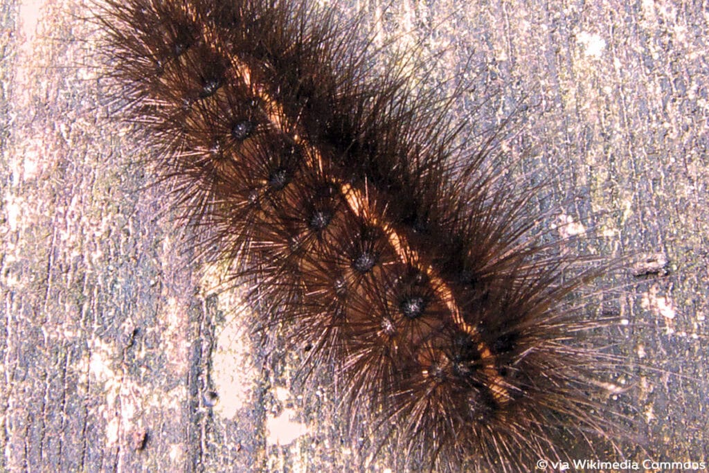 Weiße Tigermotte (Spilosoma lubricipeda), schwarze Raupen