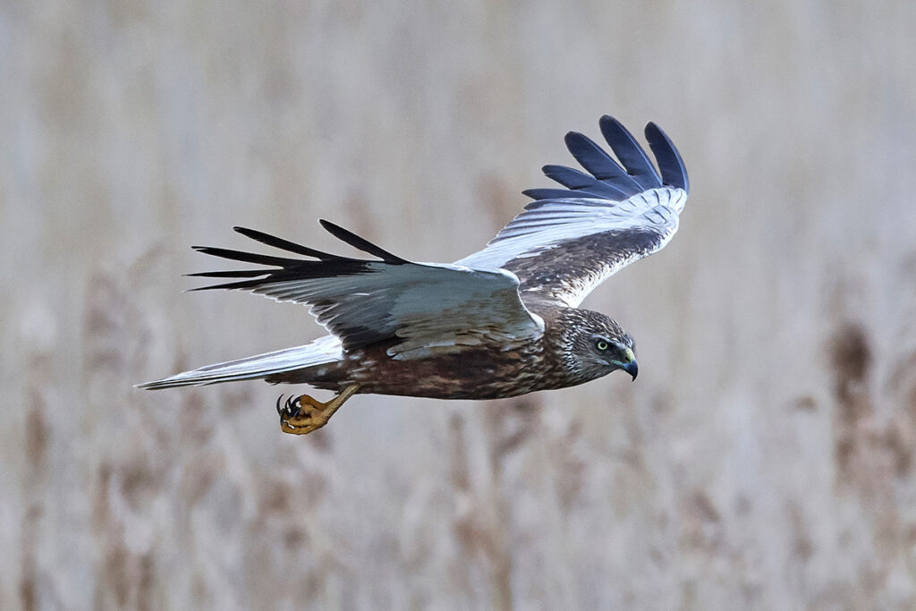 Rohrweihe (Circus aeruginosus), Greifvögel