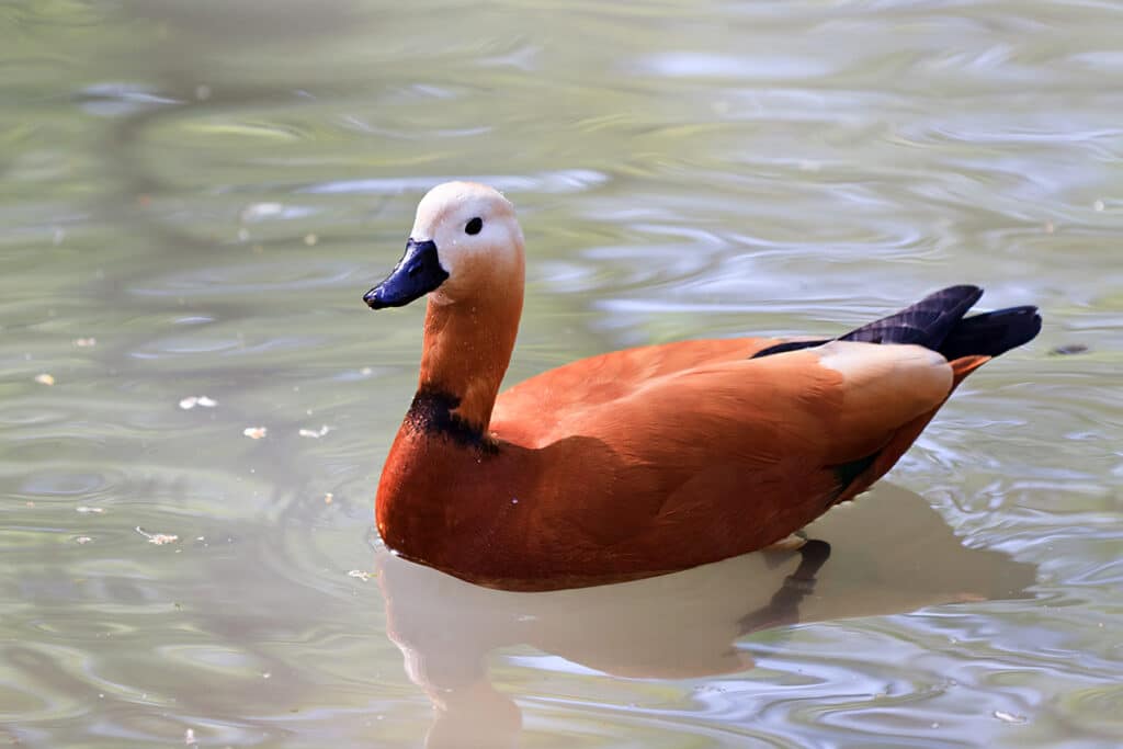 Rostgans - Tadorna ferruginea