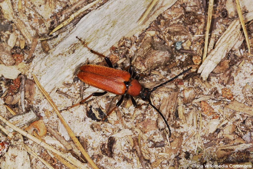 Rothalsbock (Stictoleptura rubra)