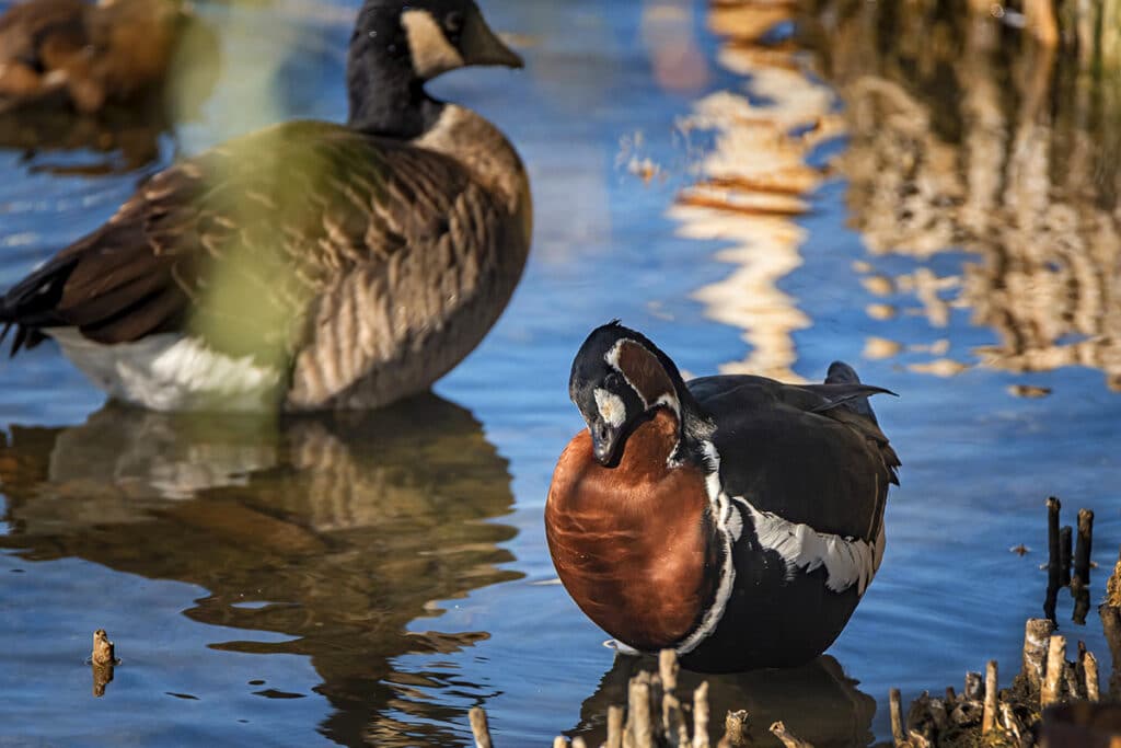 Rothalsgans - Branta ruficollis