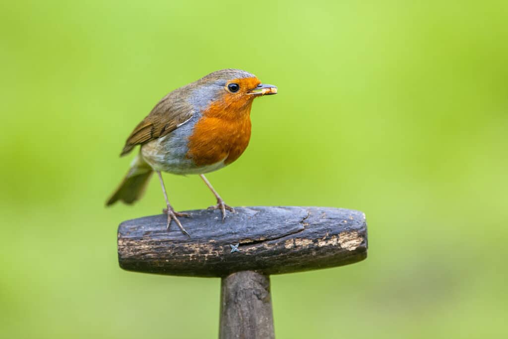 Rotkehlchen - Erithacus rubecula, Vogel roter Bauch