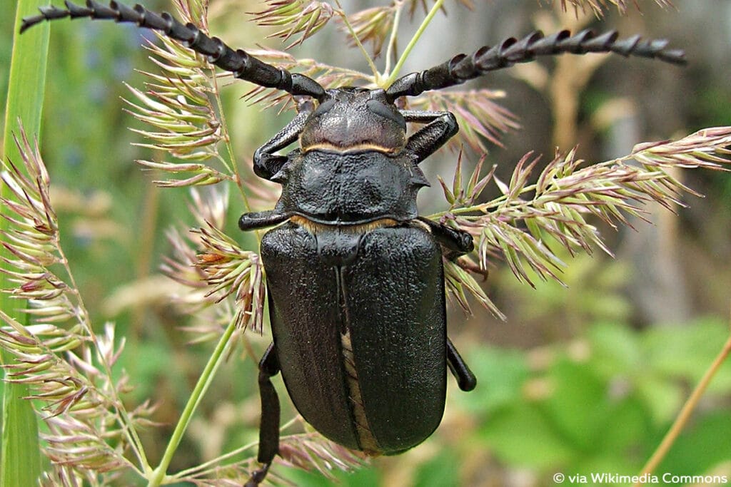 Sägebock (Prionus coriarius), schwarze Käfer