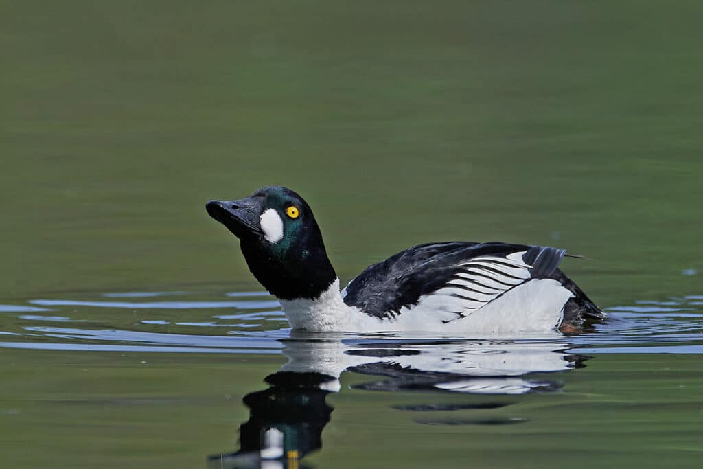 Schellente (Bucephala clangula)