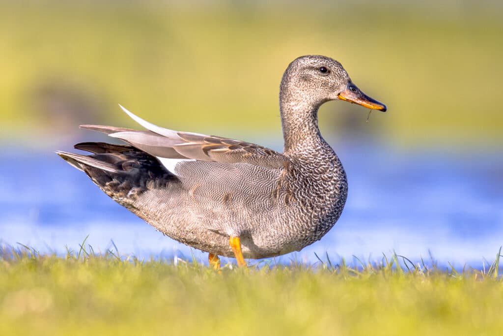 Schnatterente (Mareca strepera)