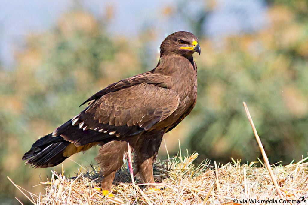 Schreiadler (Aquila pomarina)