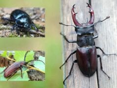 Winzig Kleine Fliegen Im Blumentopf Was Tun Gartendialog De