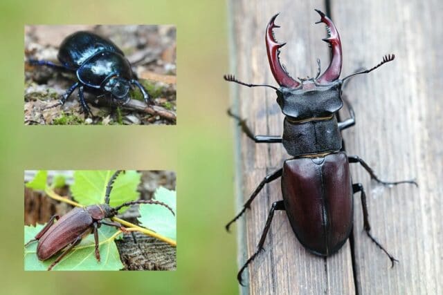 Schwarze große Käfer