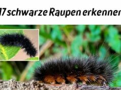 schwarze Raupen erkennen