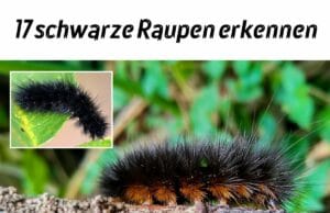 schwarze Raupen erkennen