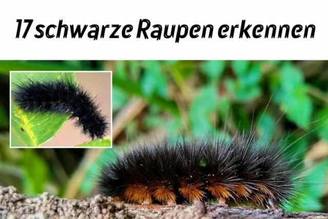 schwarze Raupen erkennen