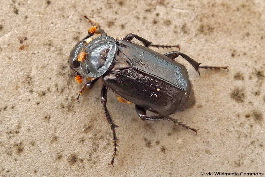 Schwarzer Totengräber (Nicrophorus humator)