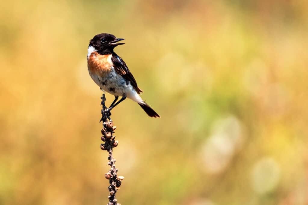 Schwarzkehlchen - Saxicola rubicola, Vogel roter Brust