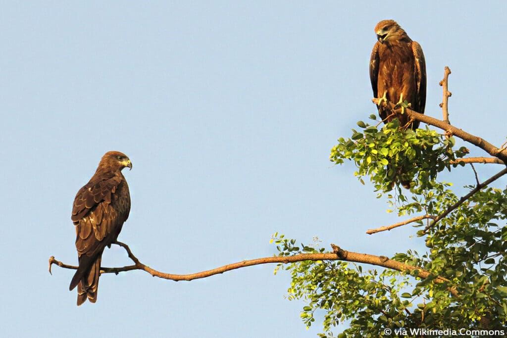 Schwarzmilan (Milvus migrans), Greifvögel