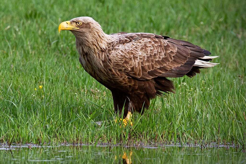 Seeadler (Haliaeetus albicilla)