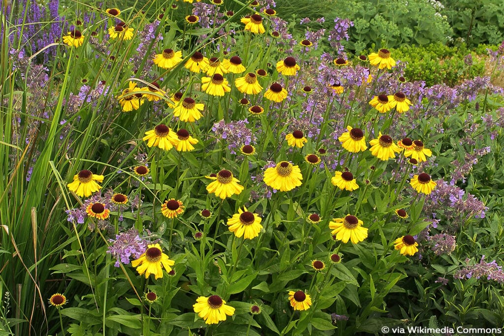 Sonnenbraut (Helenium x cultorum), winterharte Pflanzen