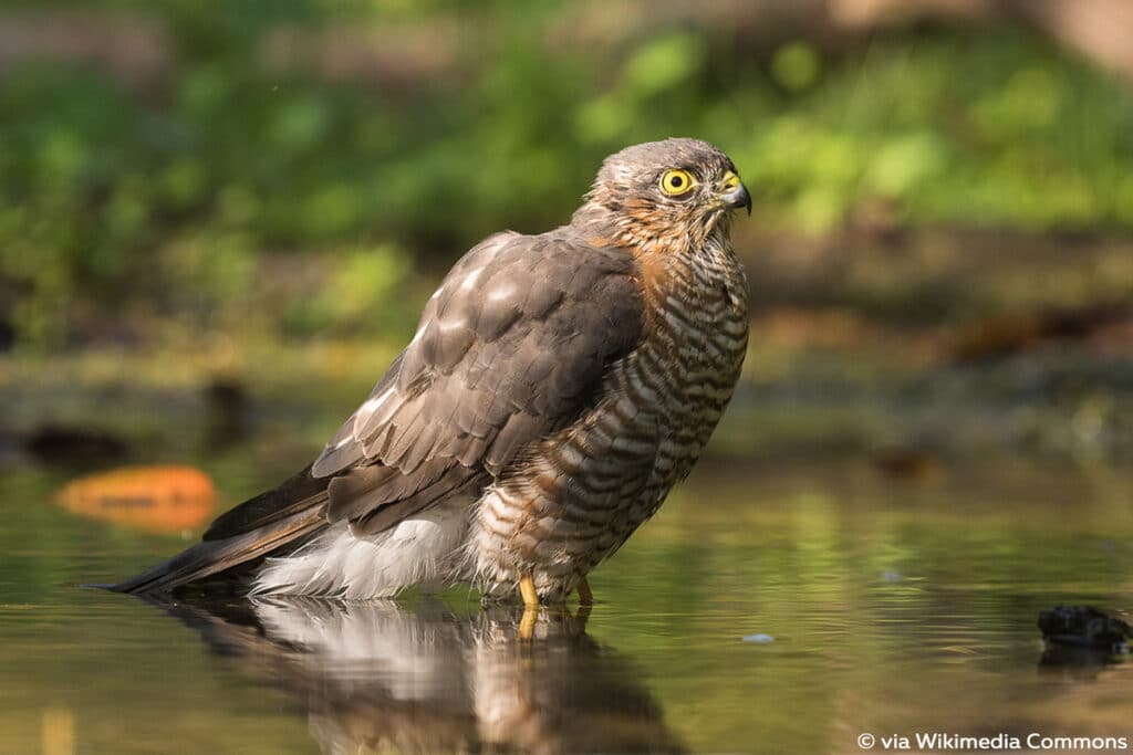 Sperber (Accipiter nisus), Greifvögel