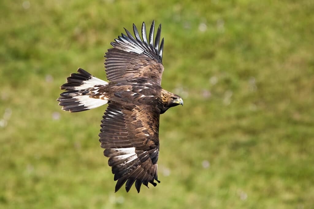 Steinadler (Aquila chrysaetos)