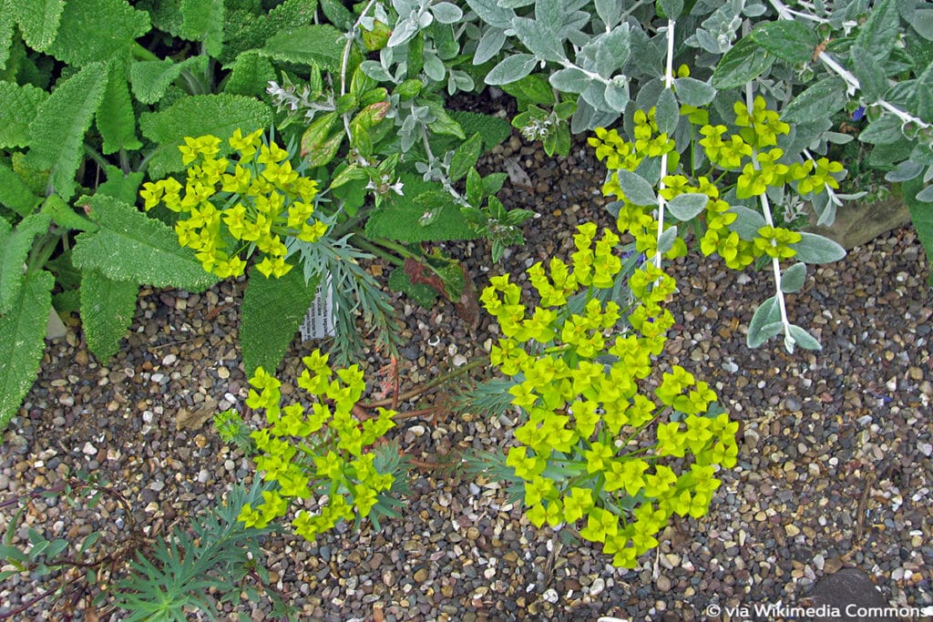 Steppen-Wolfsmilch (Euphorbia seguieriana ssp. niciciana)