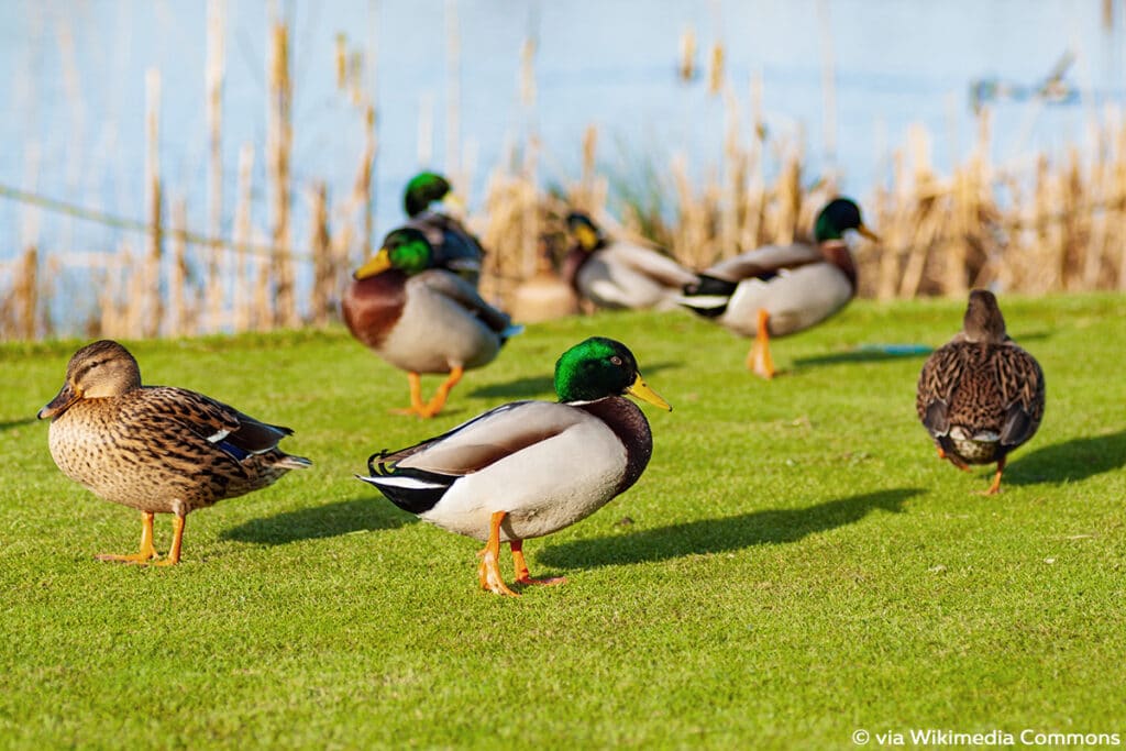 Stockente (Anas platyrhynchos) Entenarten