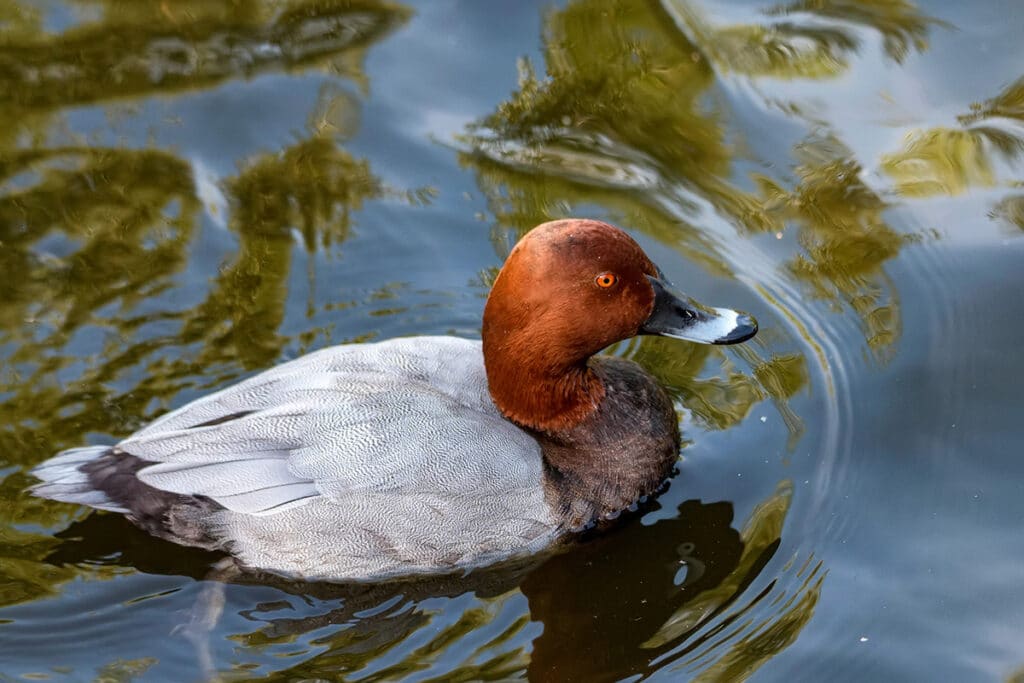 Tafelente (Aythya ferina)