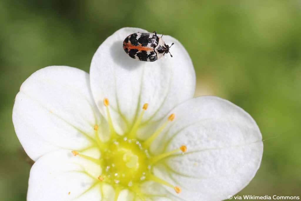 Teppichkäfer (Anthrenus scrophulariae), Käferarten