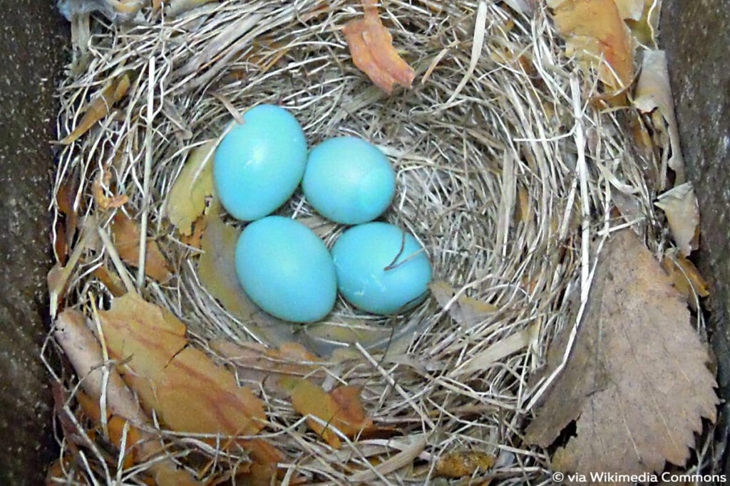 Trauerschnäpper (Ficedula hypoleuca), blaues Vogelei