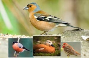 Vogel roter Bauch