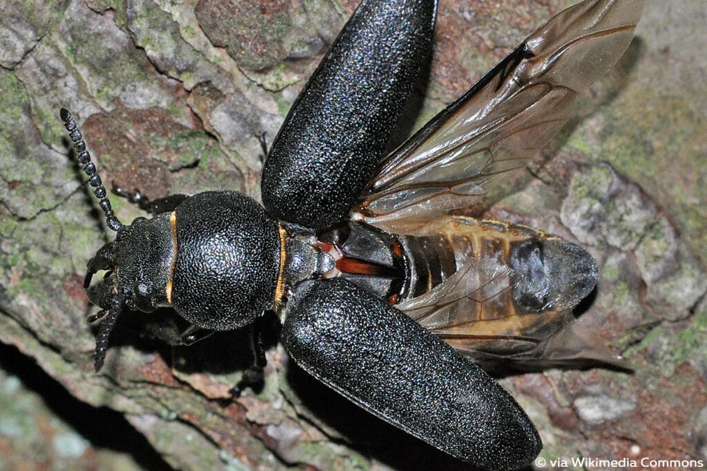 Waldbock (Spondylis buprestoides), schwarze Käfer