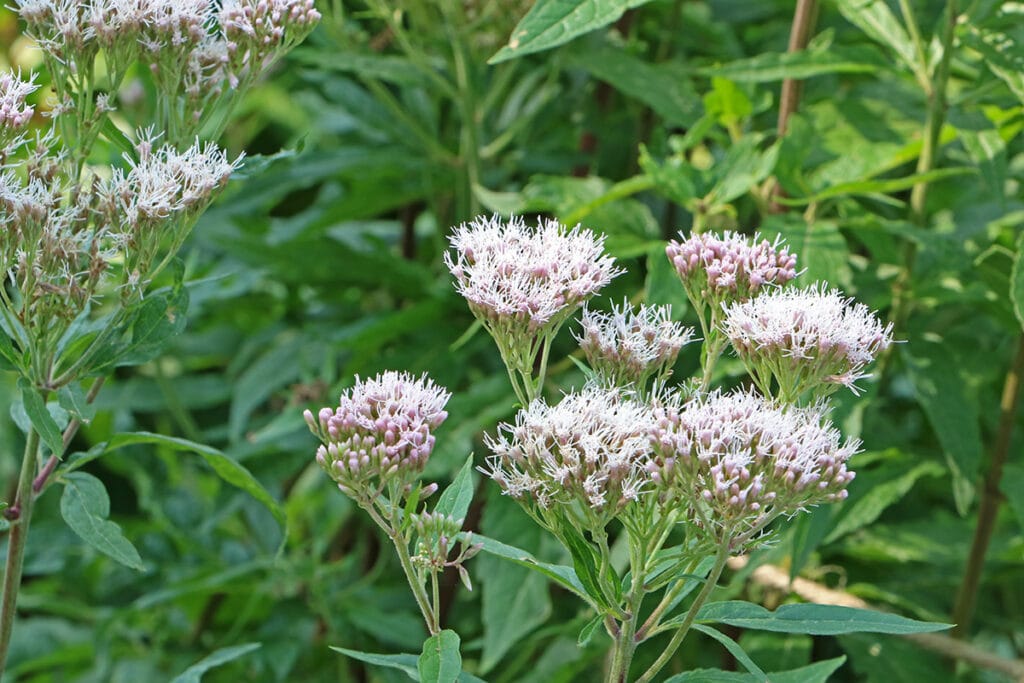 Wasserdost (Eupatorium cannabinum), Raupen Nahrungsquellen