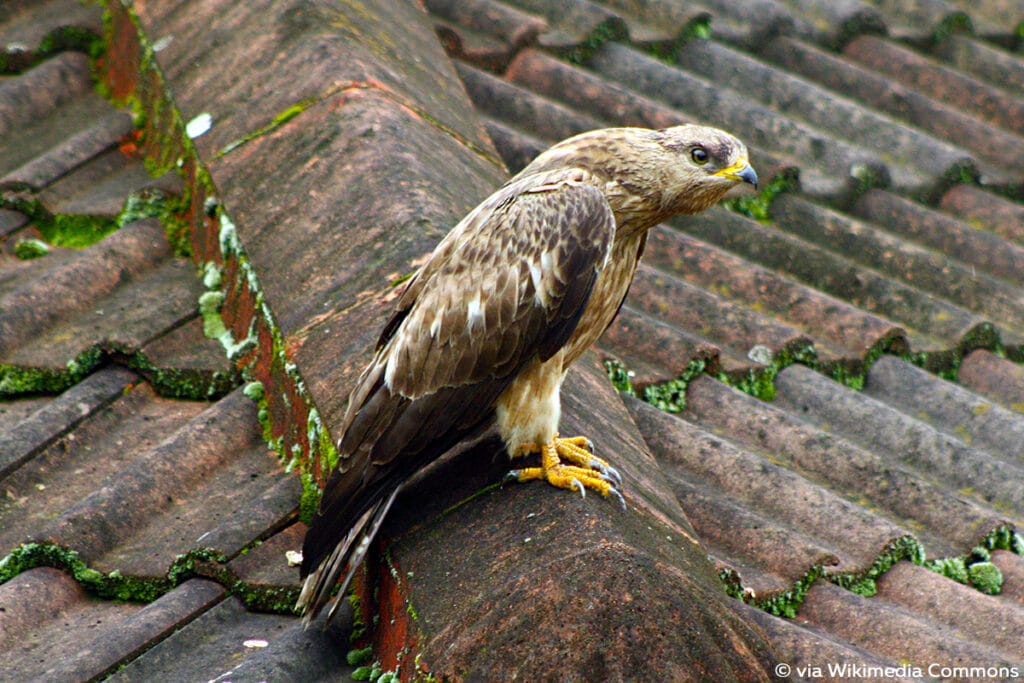 Wespenbussard (Pernis apivorus)