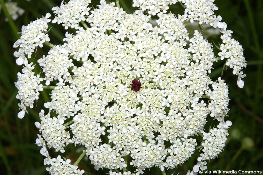 Wilde Möhre (Daucus carota subsp. carota), Raupen Nahrungsquellen