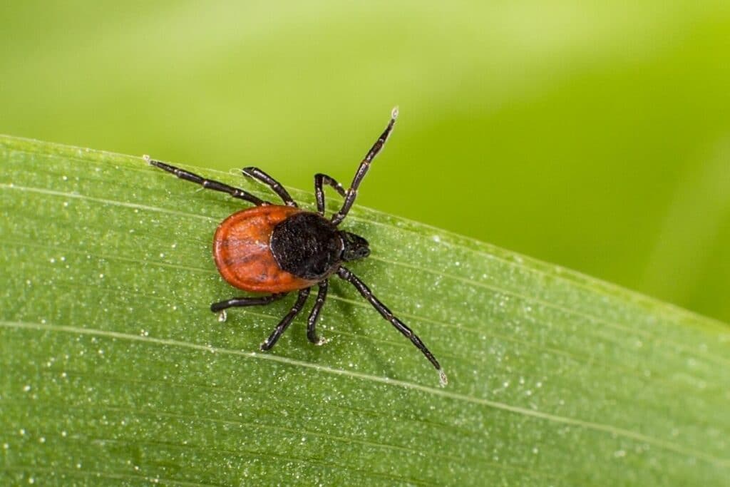 Zecke, Ixodes ricinus