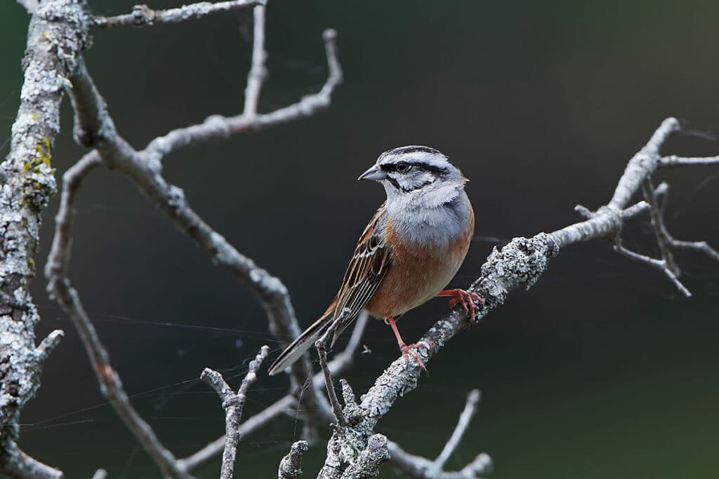 Zippammer - Emberiza cia