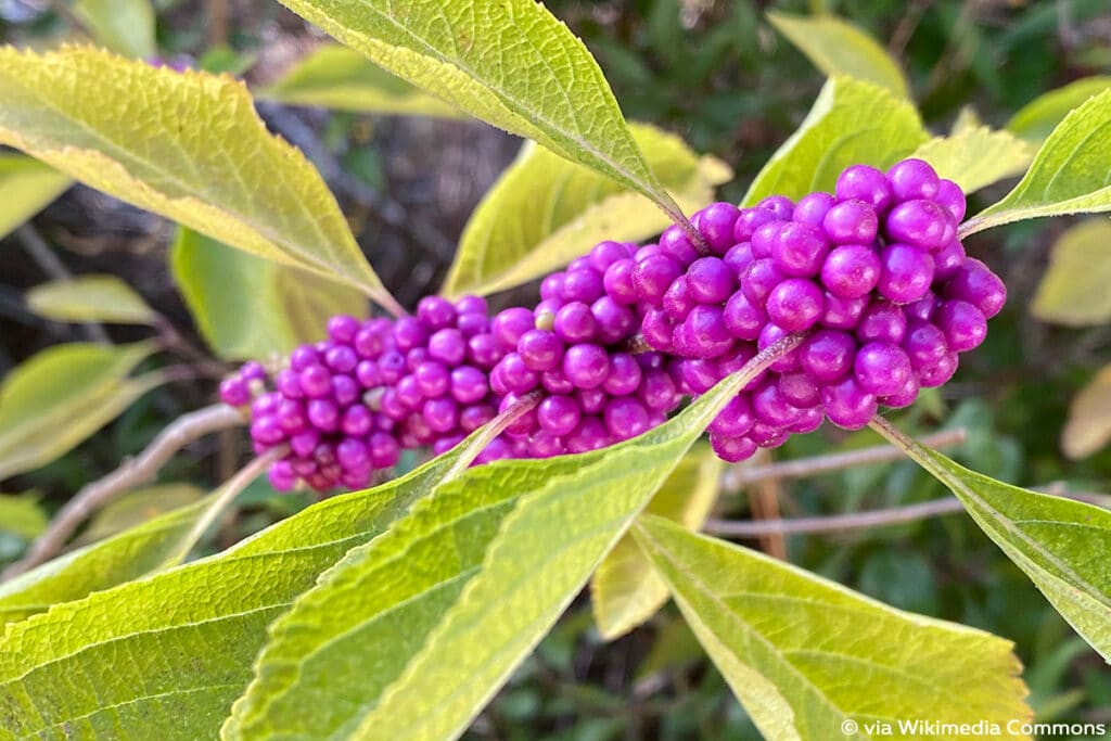 Amerikanische Schönfrucht (Callicarpa americana), lila Beeren