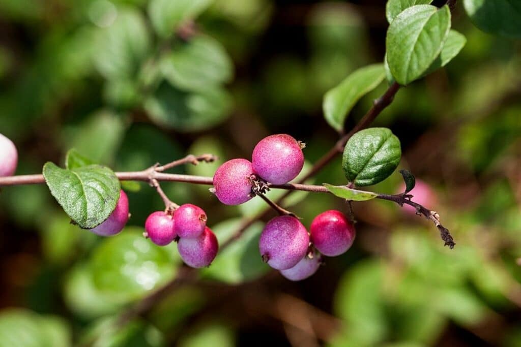 Amethystbeere (Symphoricarpos x doorenbosii) Magic Berry, lila Beeren